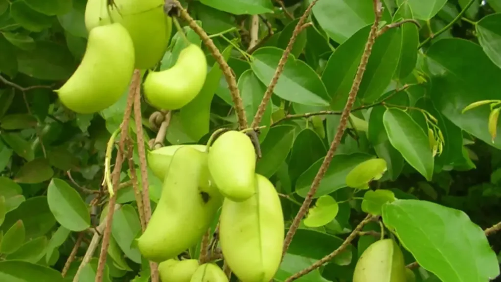 Griffonia simplicifolia
